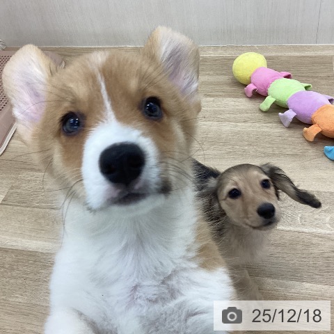 山梨県のウェルシュコーギーペンブローク (ペットプラス 甲府国母店/2025年10月11日生まれ/男の子/レッドホワイト)の子犬の3枚目の画像