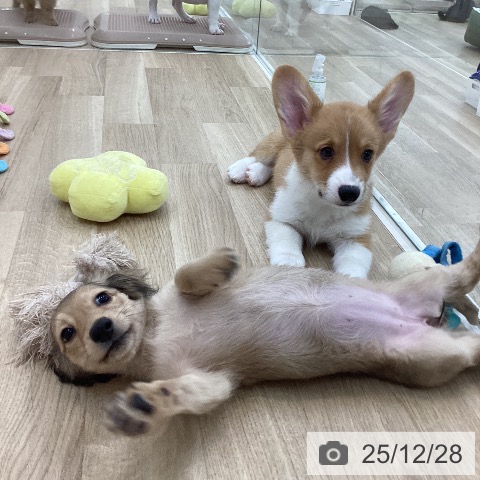 山梨県のウェルシュコーギーペンブローク (ペットプラス 甲府国母店/2025年10月11日生まれ/男の子/レッドホワイト)の子犬の4枚目の画像