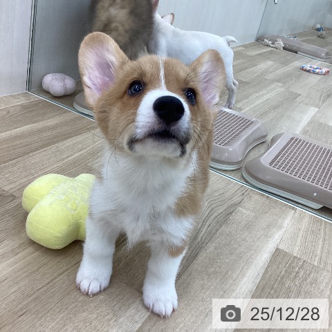山梨県のウェルシュコーギーペンブローク (ペットプラス 甲府国母店/2025年10月11日生まれ/男の子/レッドホワイト)の子犬の3枚目の画像