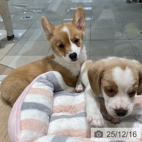 ウェルシュ・コーギー・ペンブロークの写真