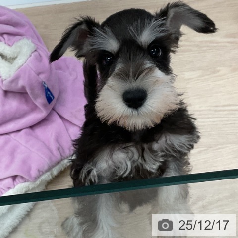 埼玉県のミニチュアシュナウザー (ペットプラス 上尾店/2025年10月13日生まれ/男の子/ブラックシルバー)の子犬の3枚目の画像