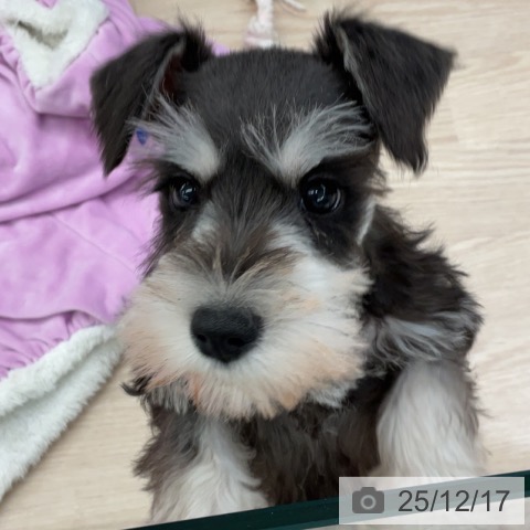 埼玉県のミニチュアシュナウザー (ペットプラス 上尾店/2025年10月13日生まれ/男の子/ブラックシルバー)の子犬の3枚目の画像