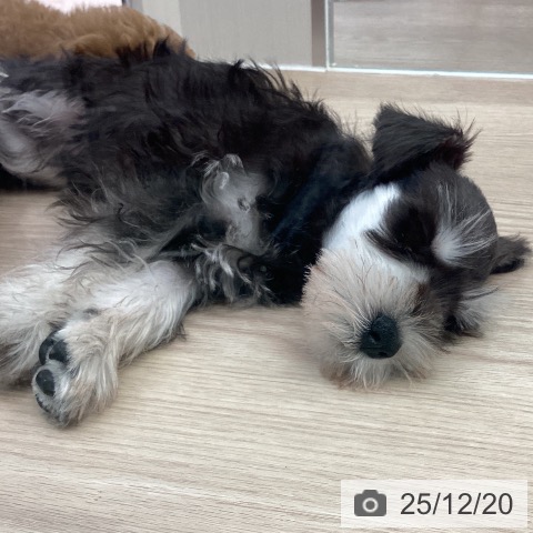 埼玉県のミニチュアシュナウザー (ペットプラス 上尾店/2025年10月13日生まれ/男の子/ブラックシルバー)の子犬の3枚目の画像