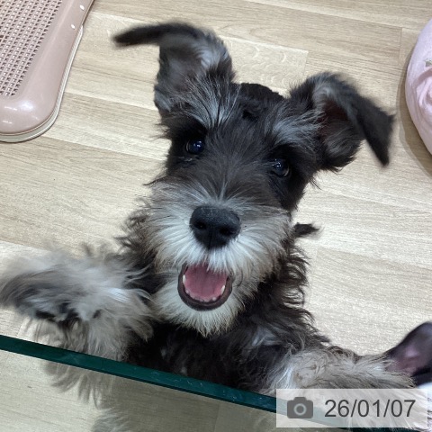 宮城県のミニチュアシュナウザー (ペットプラス 名取店/2025年10月13日生まれ/男の子/ブラックシルバー)の子犬の4枚目の画像