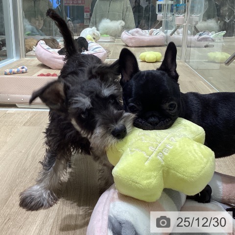 宮城県のミニチュアシュナウザー (ペットプラス 名取店/2025年10月13日生まれ/男の子/ブラックシルバー)の子犬の3枚目の画像