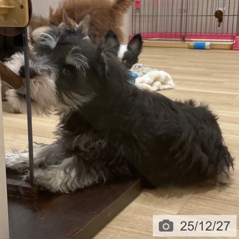 ミニチュア・シュナウザーの写真