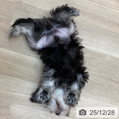 ミニチュア・シュナウザーの写真