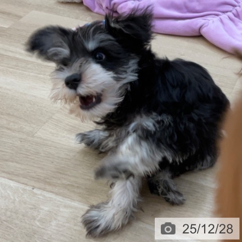 ミニチュア・シュナウザーの写真