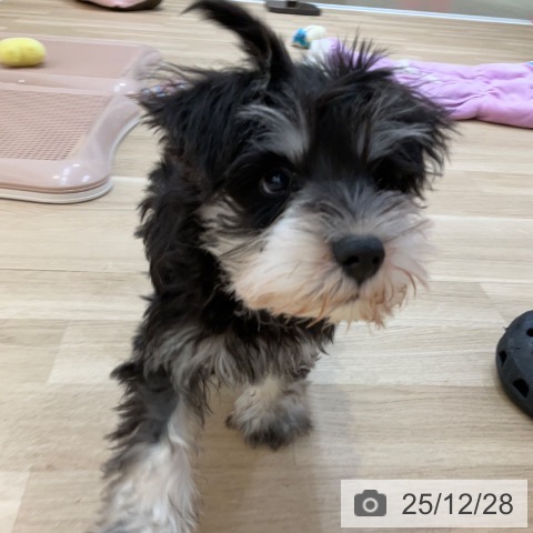 ミニチュア・シュナウザーの写真