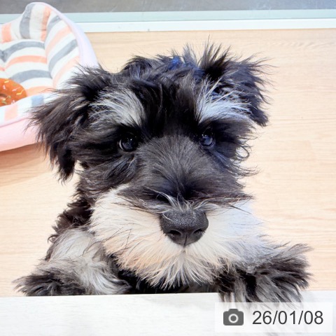 千葉県のミニチュアシュナウザー (ペットプラス ユーカリが丘店/2025年10月13日生まれ/男の子/ブラックシルバー)の子犬の4枚目の画像