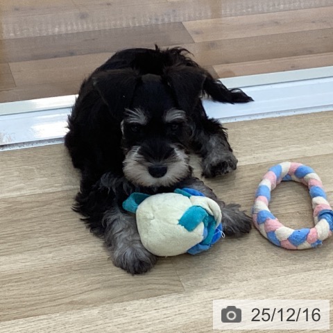 ミニチュア・シュナウザーの写真