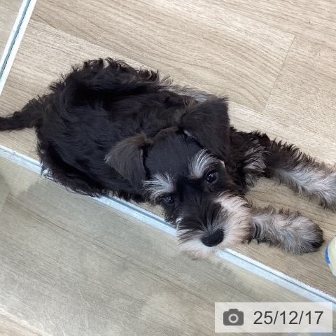 群馬県のミニチュアシュナウザー (ペットプラス 前橋店/2025年10月13日生まれ/女の子/ブラックシルバー)の子犬の3枚目の画像