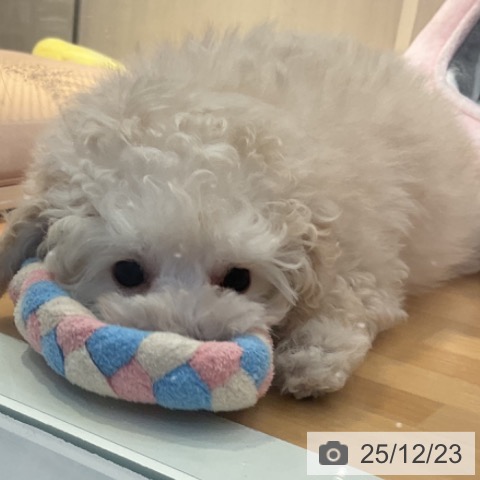 山形県のトイプードル(トイ) (ペットプラス 天童店/2025年10月6日生まれ/女の子/クリーム)の子犬の4枚目の画像