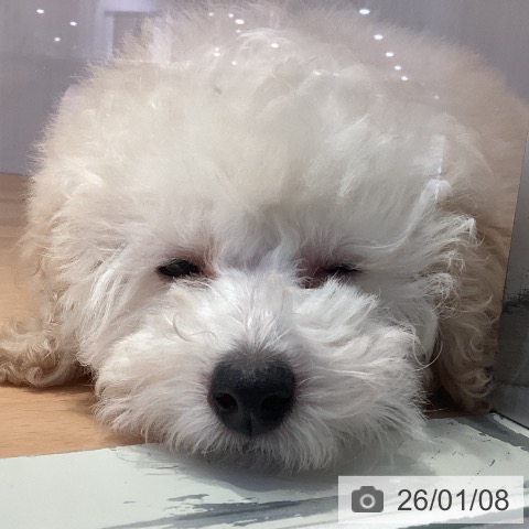 山形県のトイプードル(トイ) (ペットプラス 天童店/2025年10月6日生まれ/女の子/クリーム)の子犬の3枚目の画像