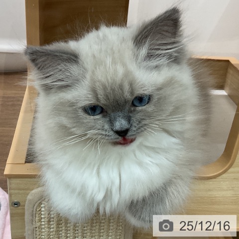 ラグドールの写真