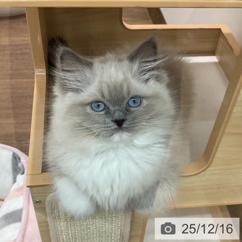 ラグドールの写真