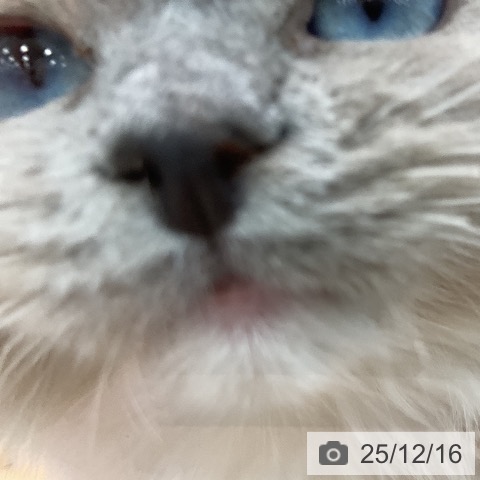 ラグドールの写真