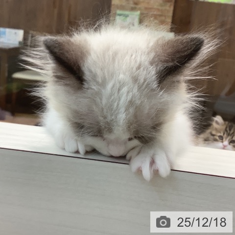 埼玉県のラグドール (ペットプラス ららぽーと新三郷店/2025年10月8日生まれ/男の子/シールポイントバイカラー)の子猫の4枚目の画像