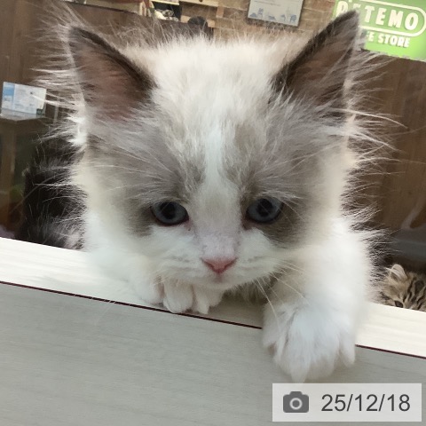 埼玉県のラグドール (ペットプラス ららぽーと新三郷店/2025年10月8日生まれ/男の子/シールポイントバイカラー)の子猫の3枚目の画像