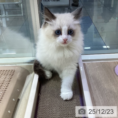 東京都のラグドール (ペットプラス 東久留米店/2025年10月12日生まれ/女の子/シールポイントバイカラー)の子猫の4枚目の画像