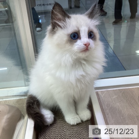 東京都のラグドール (ペットプラス 東久留米店/2025年10月12日生まれ/女の子/シールポイントバイカラー)の子猫の3枚目の画像