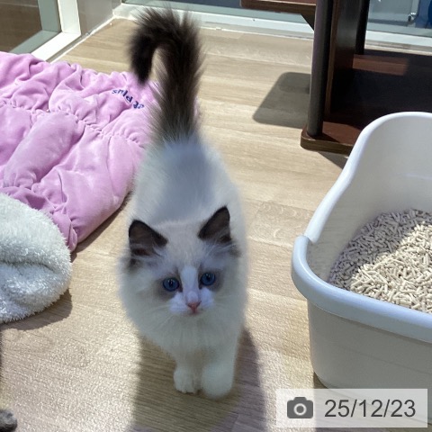 東京都のラグドール (ペットプラス 東久留米店/2025年10月12日生まれ/女の子/シールポイントバイカラー)の子猫の3枚目の画像