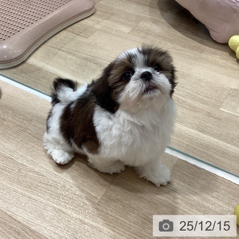 シー・ズーの写真