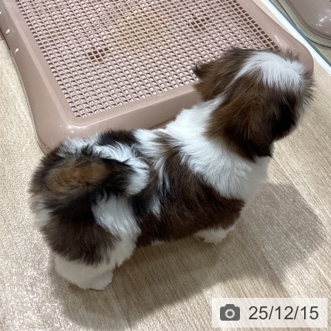 シー・ズーの写真