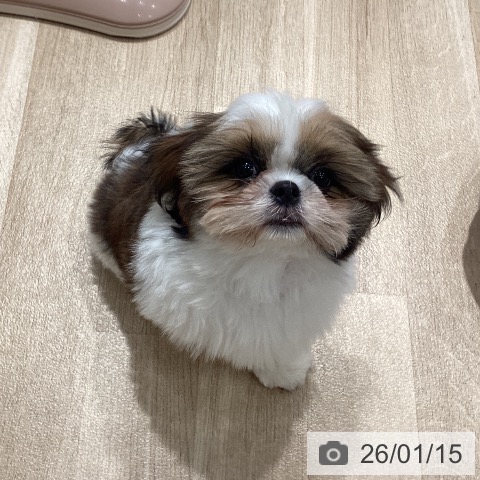 埼玉県のシーズー (ペットプラス ピオニウォーク東松山店/2025年10月13日生まれ/男の子/ホワイトゴールド)の子犬の4枚目の画像