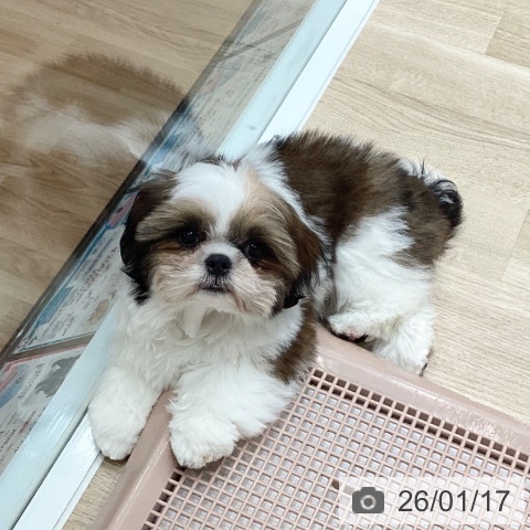 埼玉県のシーズー (ペットプラス ピオニウォーク東松山店/2025年10月13日生まれ/男の子/ホワイトゴールド)の子犬の4枚目の画像