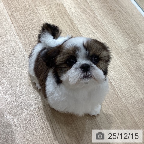 シー・ズーの写真