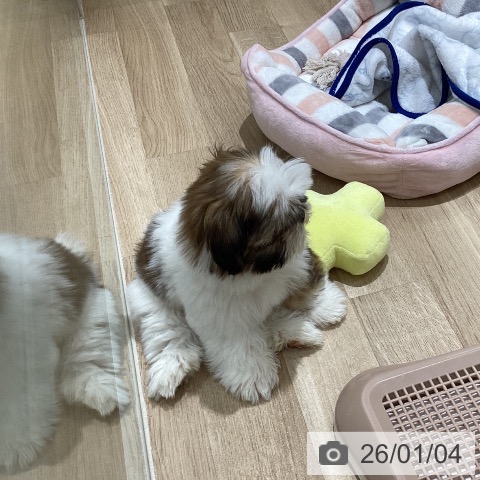 長野県のシーズー (ペットプラス 須坂店/2025年10月13日生まれ/男の子/ホワイトゴールド)の子犬の4枚目の画像