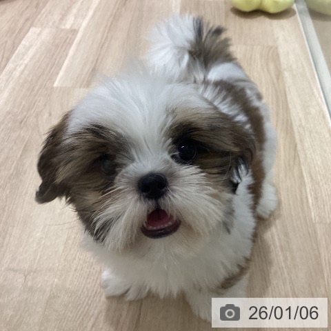 長野県のシーズー (ペットプラス 須坂店/2025年10月13日生まれ/男の子/ホワイトゴールド)の子犬の4枚目の画像