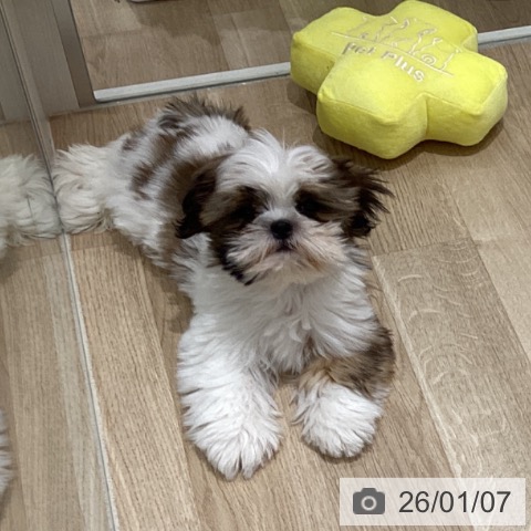 長野県のシーズー (ペットプラス 須坂店/2025年10月13日生まれ/男の子/ホワイトゴールド)の子犬の4枚目の画像