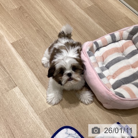 長野県のシーズー (ペットプラス 須坂店/2025年10月13日生まれ/男の子/ホワイトゴールド)の子犬の4枚目の画像