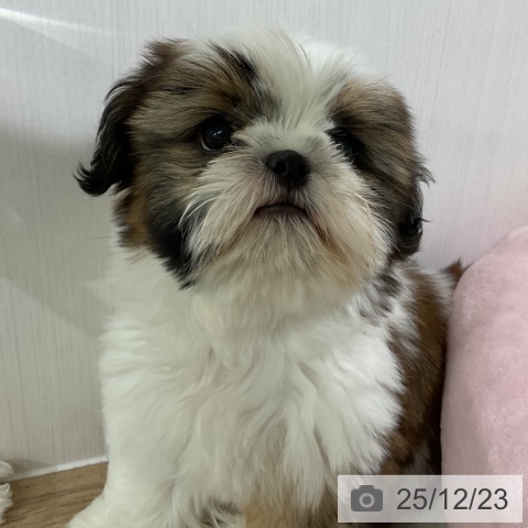 長野県のシーズー (ペットプラス 長野店/2025年10月13日生まれ/男の子/ホワイトゴールド)の子犬の3枚目の画像