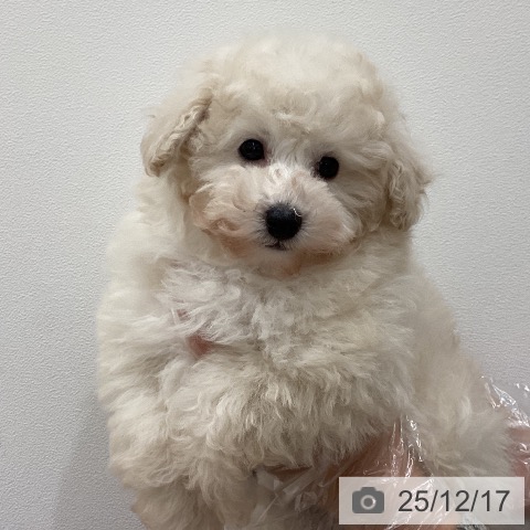 埼玉県のトイプードル(トイ) (ペットプラス ピオニウォーク東松山店/2025年10月14日生まれ/男の子/ホワイト)の子犬の4枚目の画像