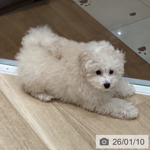 トイ・プードルの写真