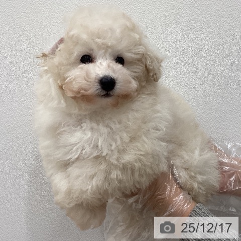 埼玉県のトイプードル(トイ) (ペットプラス ピオニウォーク東松山店/2025年10月14日生まれ/男の子/ホワイト)の子犬の3枚目の画像