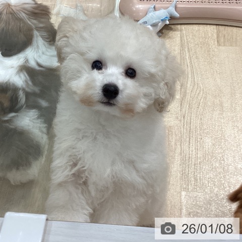 埼玉県のトイプードル(トイ) (ペットプラス ピオニウォーク東松山店/2025年10月14日生まれ/男の子/ホワイト)の子犬の4枚目の画像