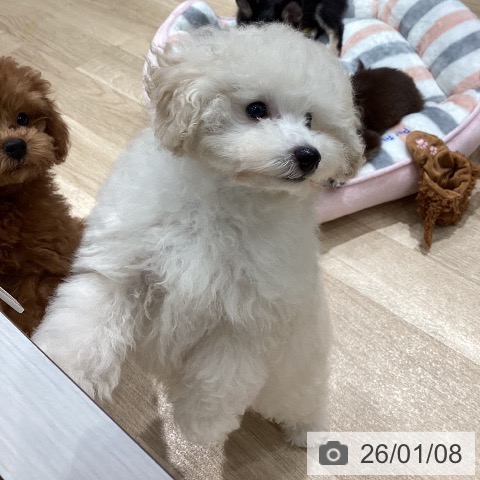 埼玉県のトイプードル(トイ) (ペットプラス ピオニウォーク東松山店/2025年10月14日生まれ/男の子/ホワイト)の子犬の3枚目の画像