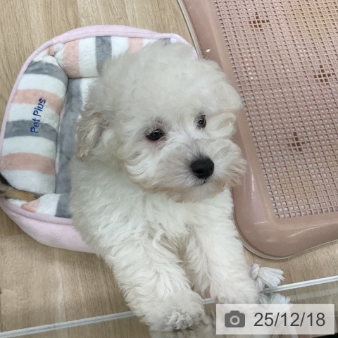 トイ・プードルの写真