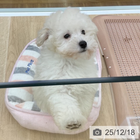 トイ・プードルの写真