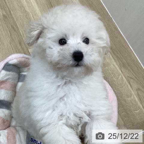 福島県のトイプードル(トイ) (ペットプラス 福島店/2025年10月14日生まれ/男の子/ホワイト)の子犬の4枚目の画像