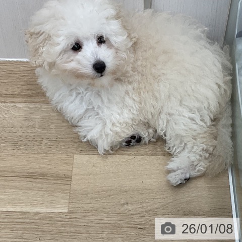 福島県のトイプードル(トイ) (ペットプラス 福島店/2025年10月14日生まれ/男の子/ホワイト)の子犬の4枚目の画像