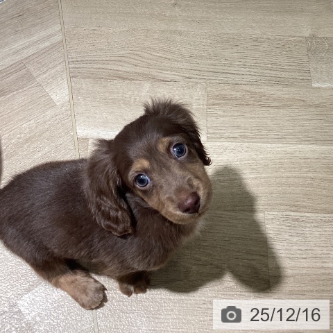 ミニチュア・ダックスフンドの写真