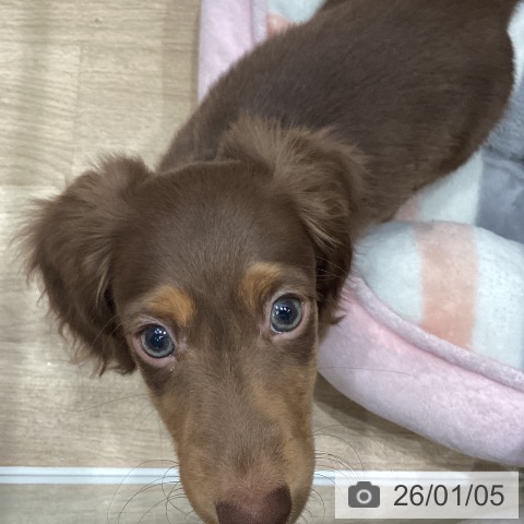 埼玉県のミニチュアダックスフンド(ロング) (ペットプラス イオンモール春日部店/2025年10月14日生まれ/男の子/チョコレートタン)の子犬の4枚目の画像