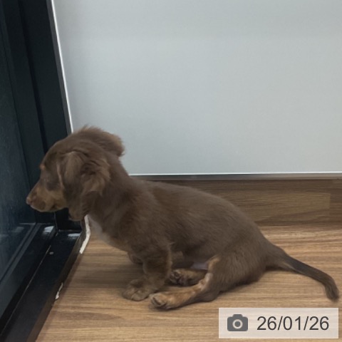 埼玉県のミニチュアダックスフンド(ロング) (ペッツワン 新座店/2025年10月14日生まれ/男の子/チョコレートタン)の子犬の4枚目の画像