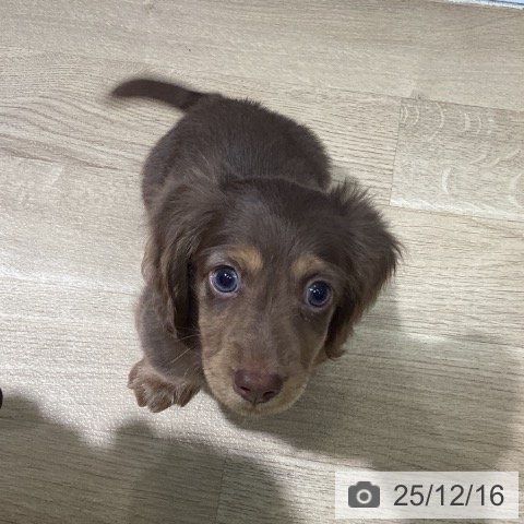 ミニチュア・ダックスフンドの写真