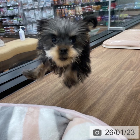 茨城県のヨークシャーテリア (ペッツワン つくば店/2025年9月24日生まれ/女の子/スチールブルータン)の子犬の4枚目の画像